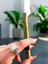 King Palm CBD Blunt 1.5g