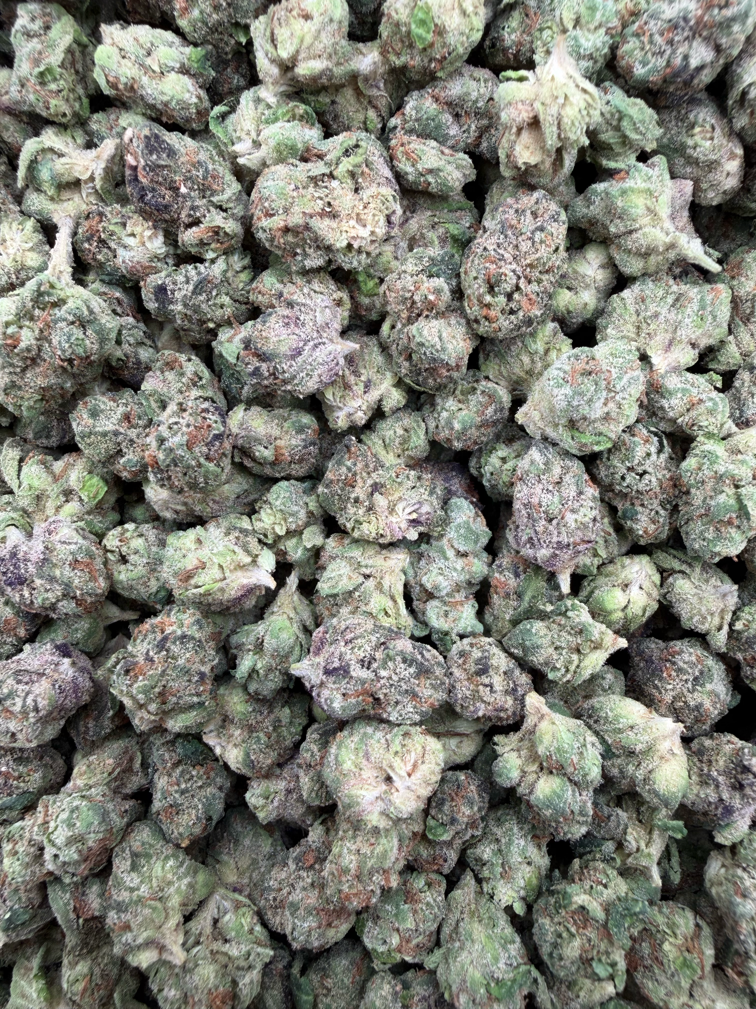 Bolo Runtz Smalls THCA flower – current full-lot view