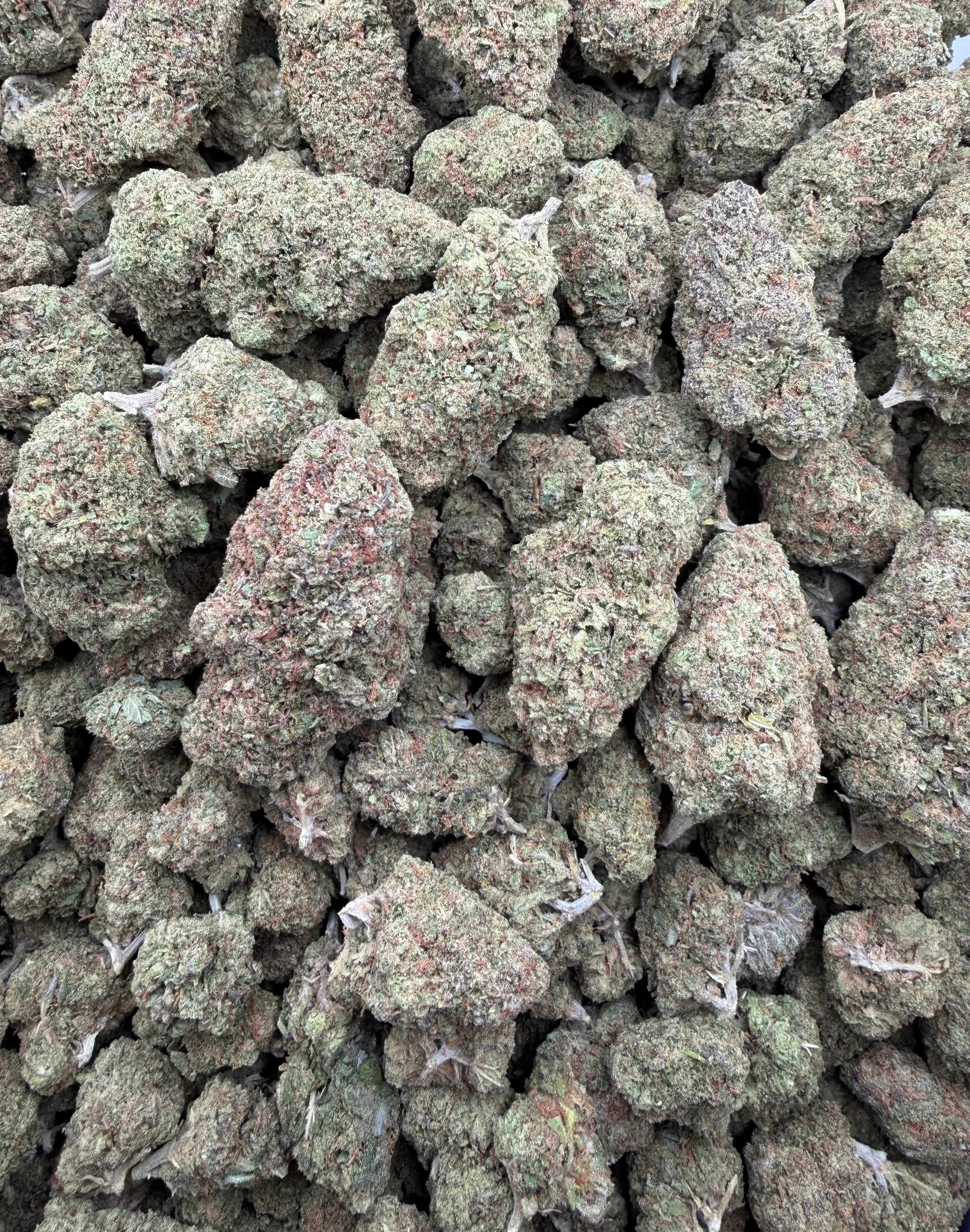 Bolo Super Runtz full-size buds THCA flower - exact current-lot full-frame photo