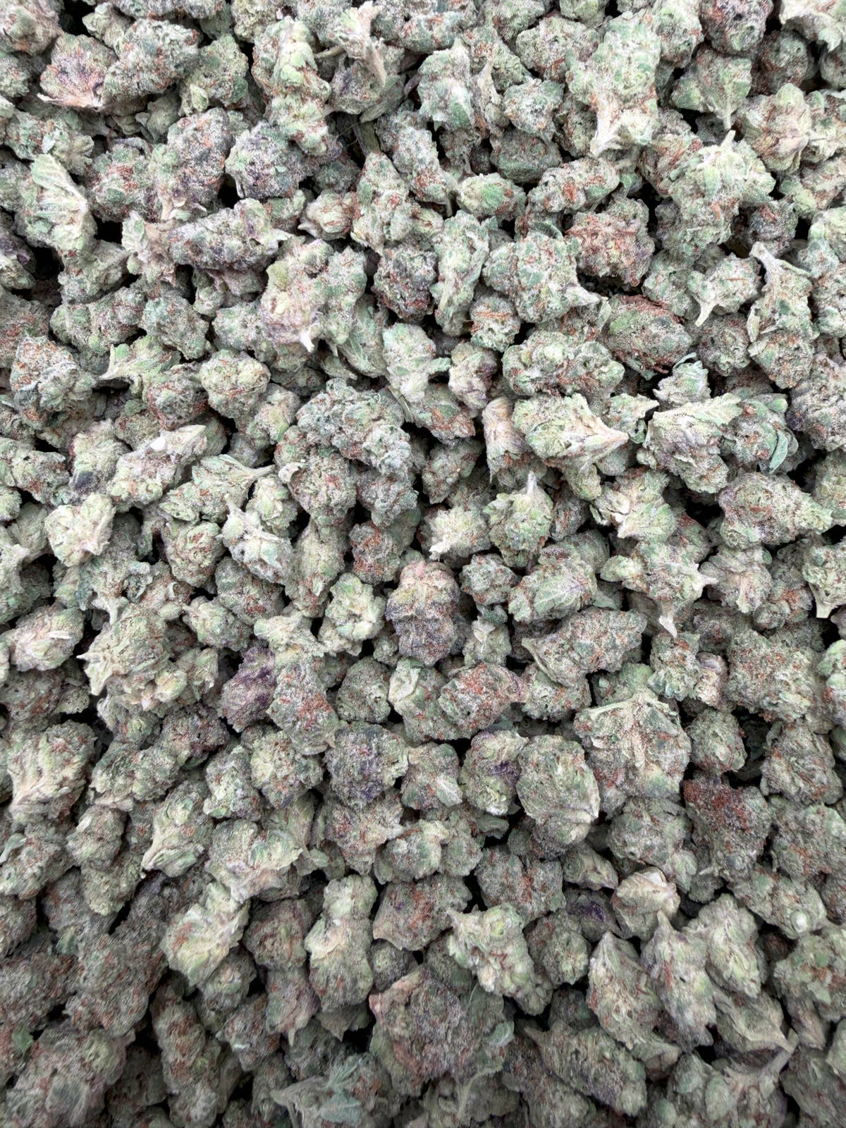 Candy Gas Smalls THCA flower - full current-batch lot photo