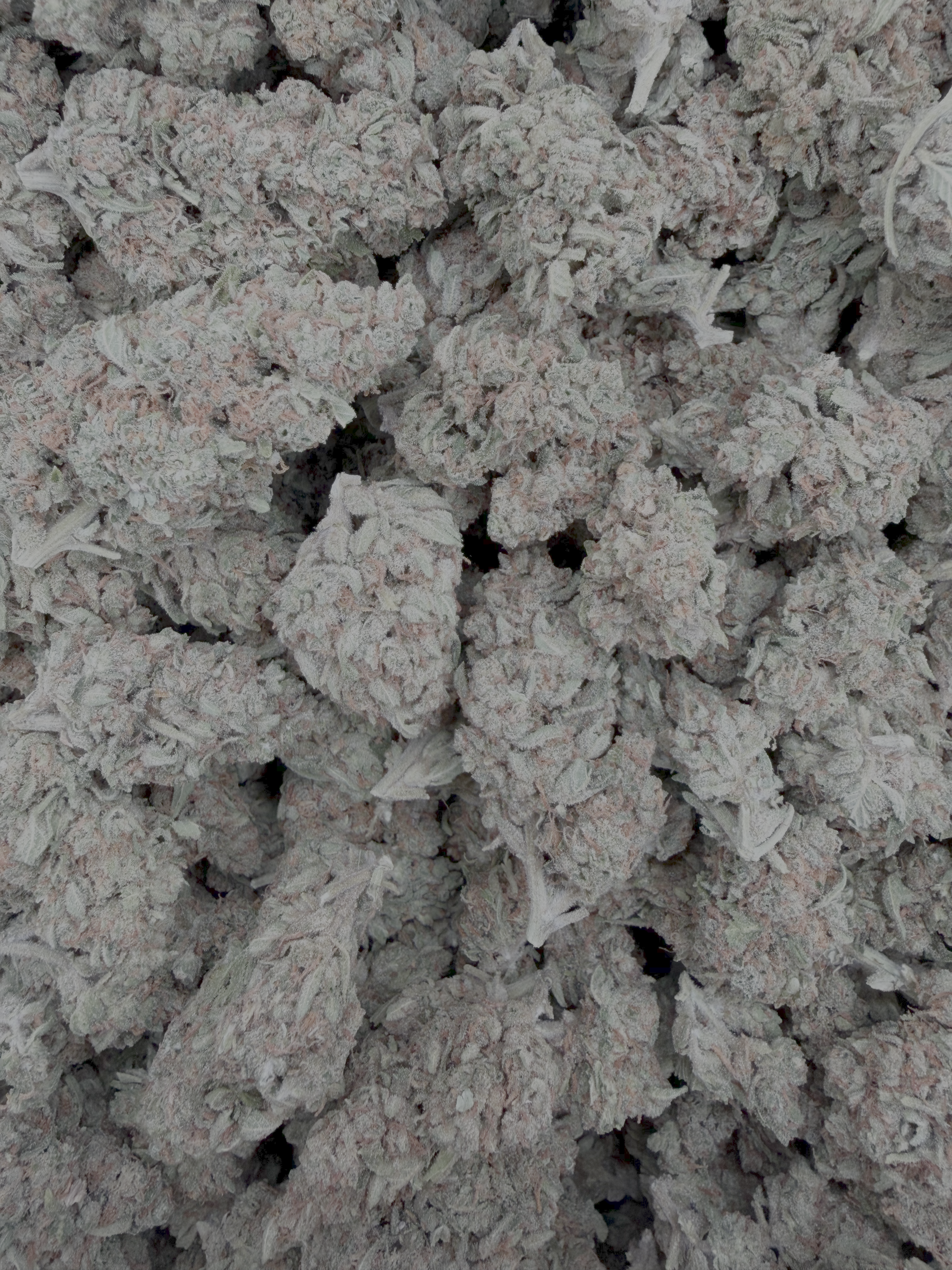 Cherry Slushie THCA flower – current full-lot view