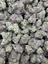 Cosmic Taffy THCA flower – current full-lot view