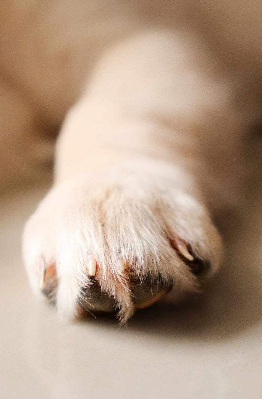 CBD Paw Balm