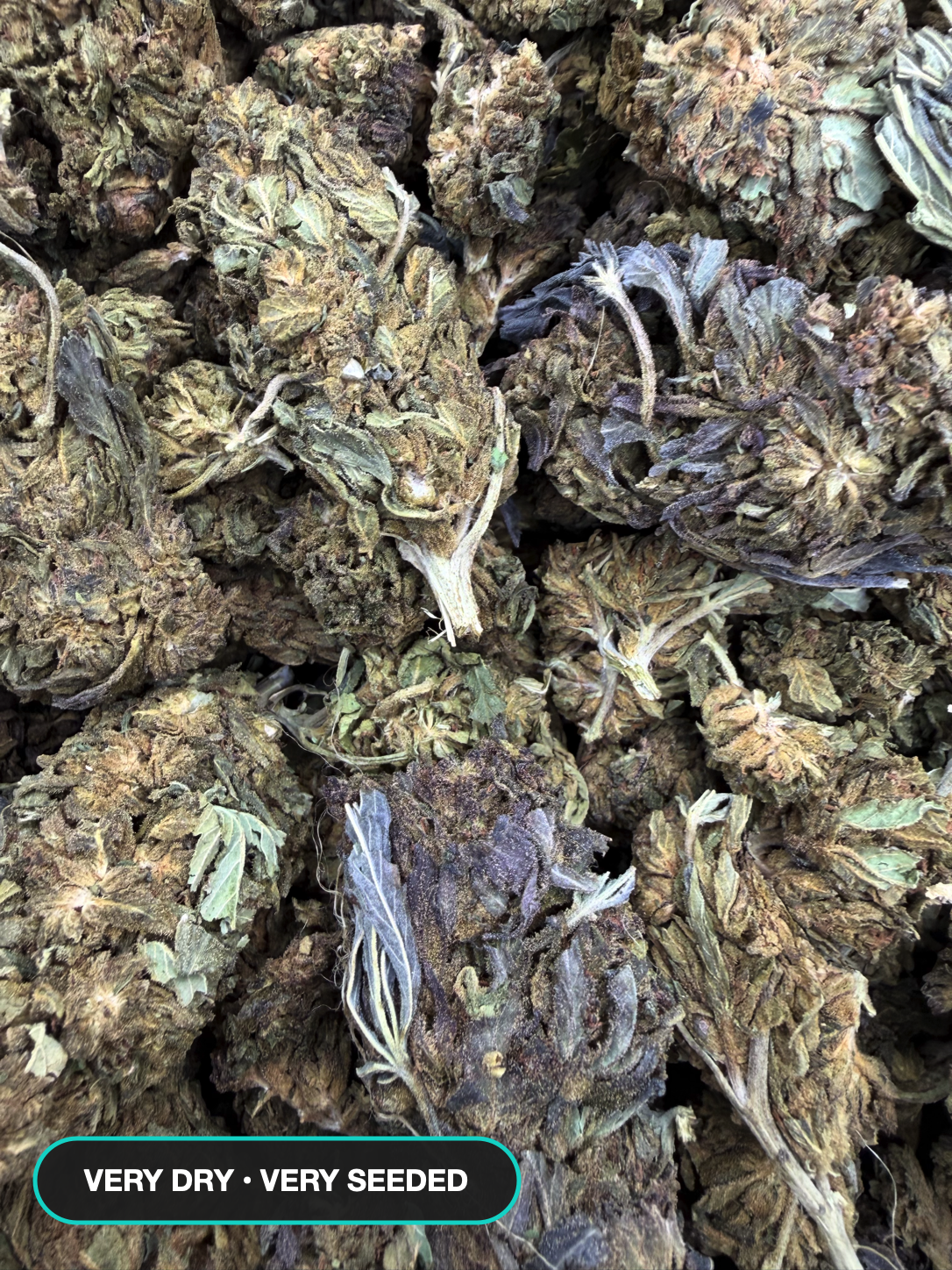 El Chivo close batch view - very dry and very seeded warning