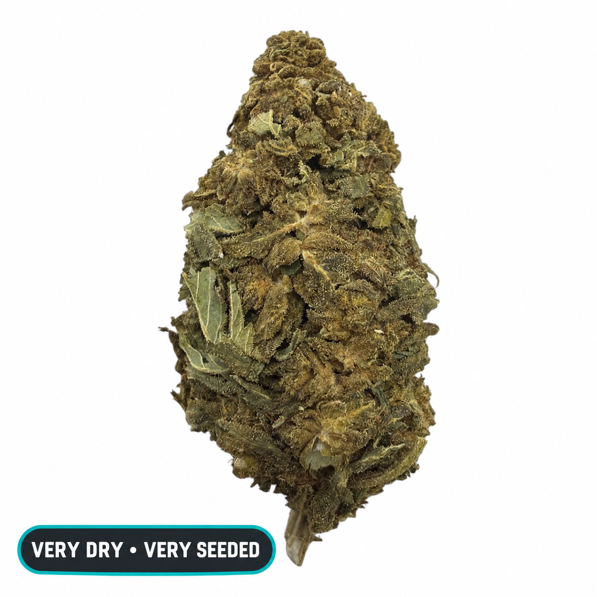 El Chivo big-bud THCA flower - very dry and very seeded warning