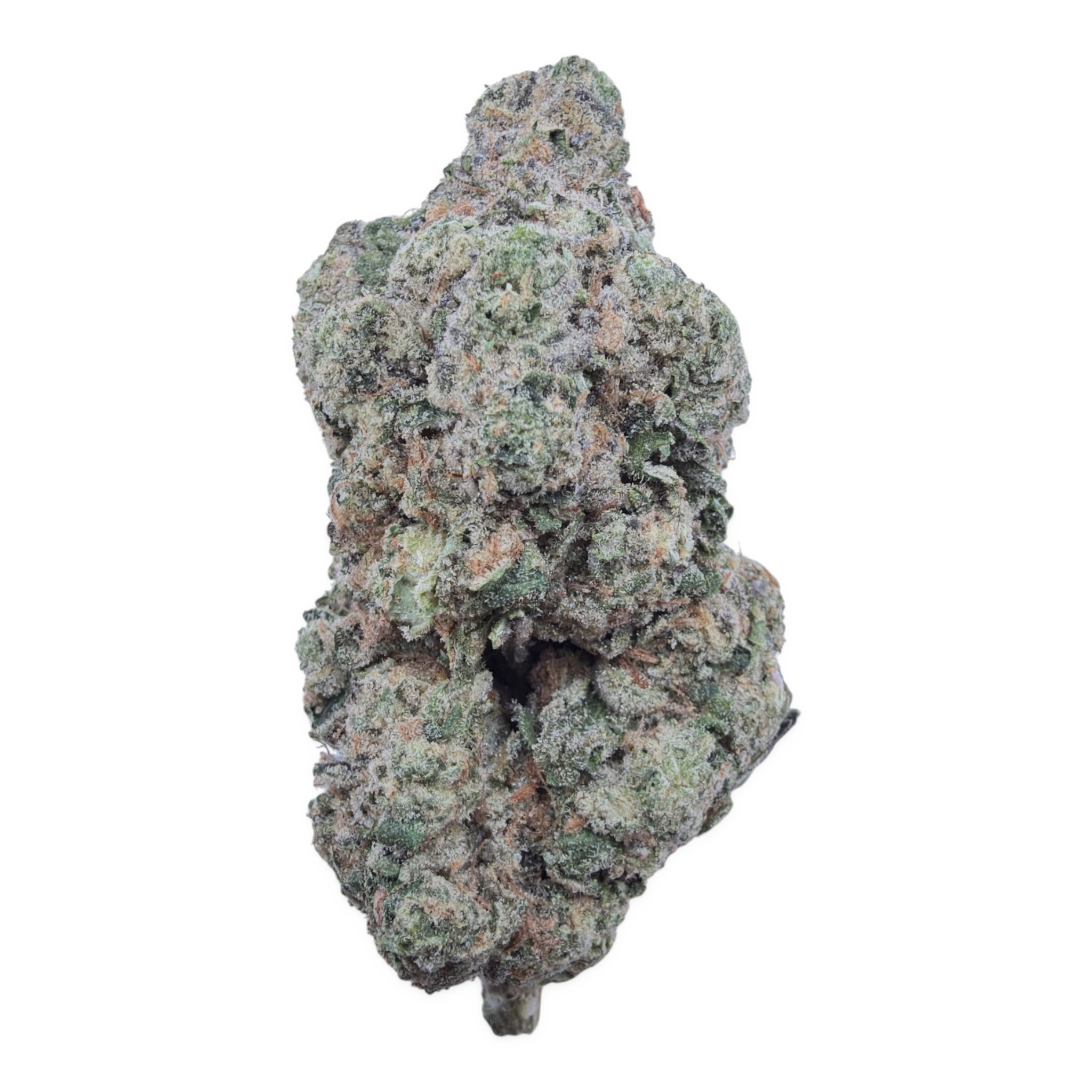 Gasanova THCA flower – isolated current bud on white background