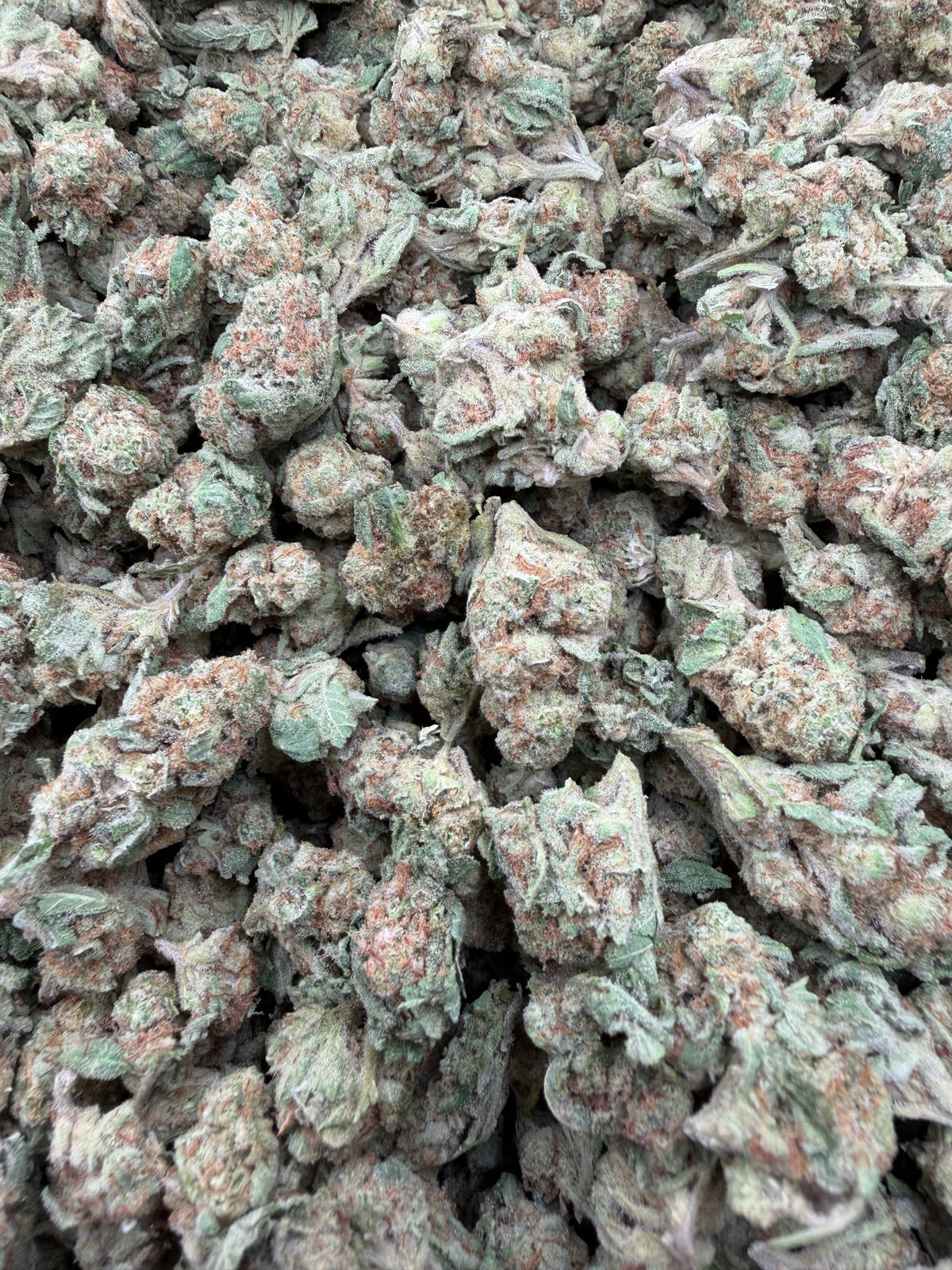 Georgia Apple Pie Exotic Smalls THCA flower batch close-up