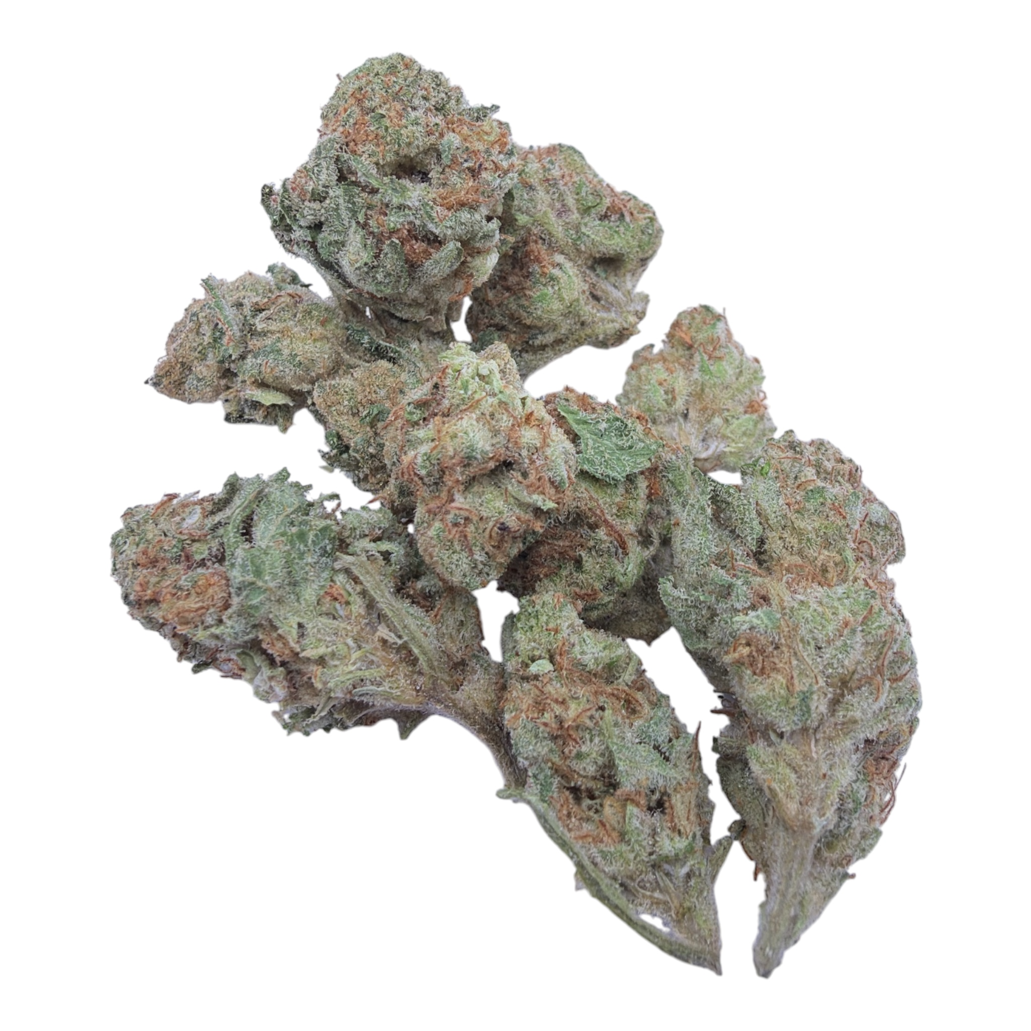 Georgia Apple Pie Exotic Smalls THCA flower on a white background