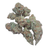 Georgia Apple Pie Exotic Smalls THCA flower on a white background