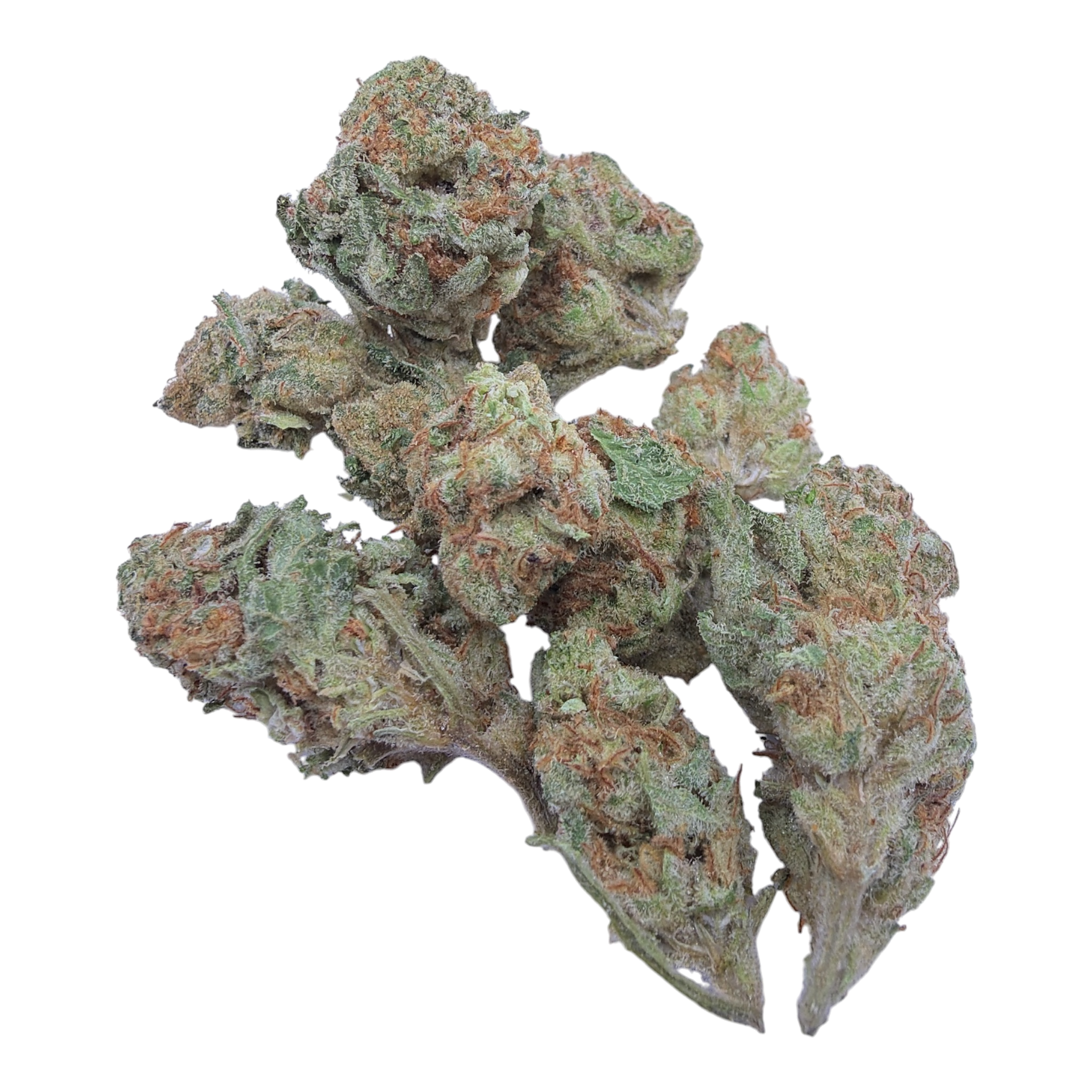 Georgia Apple Pie Exotic Smalls THCA flower on a white background