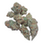 Georgia Apple Pie Exotic Smalls THCA flower on a white background