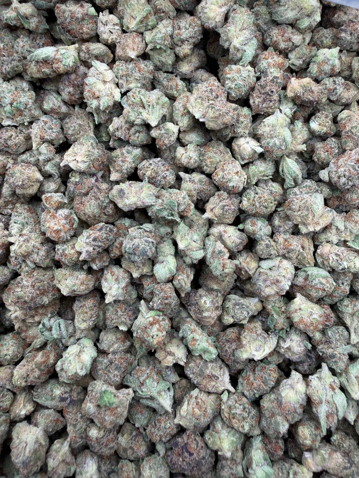 Girl Scout Cookies Indoor Smalls THCA flower – full current-batch photo