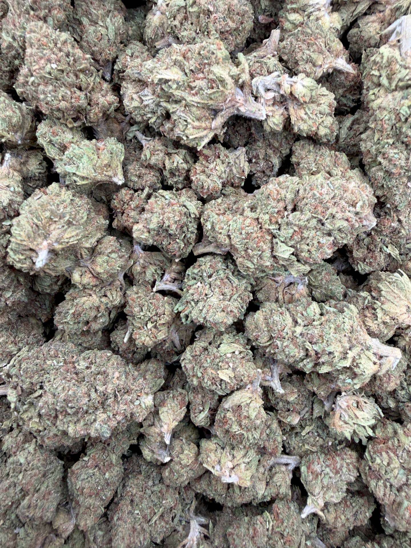 Girl Scout Cookies Light Assist Full-Size Buds THCA flower – full current-batch photo