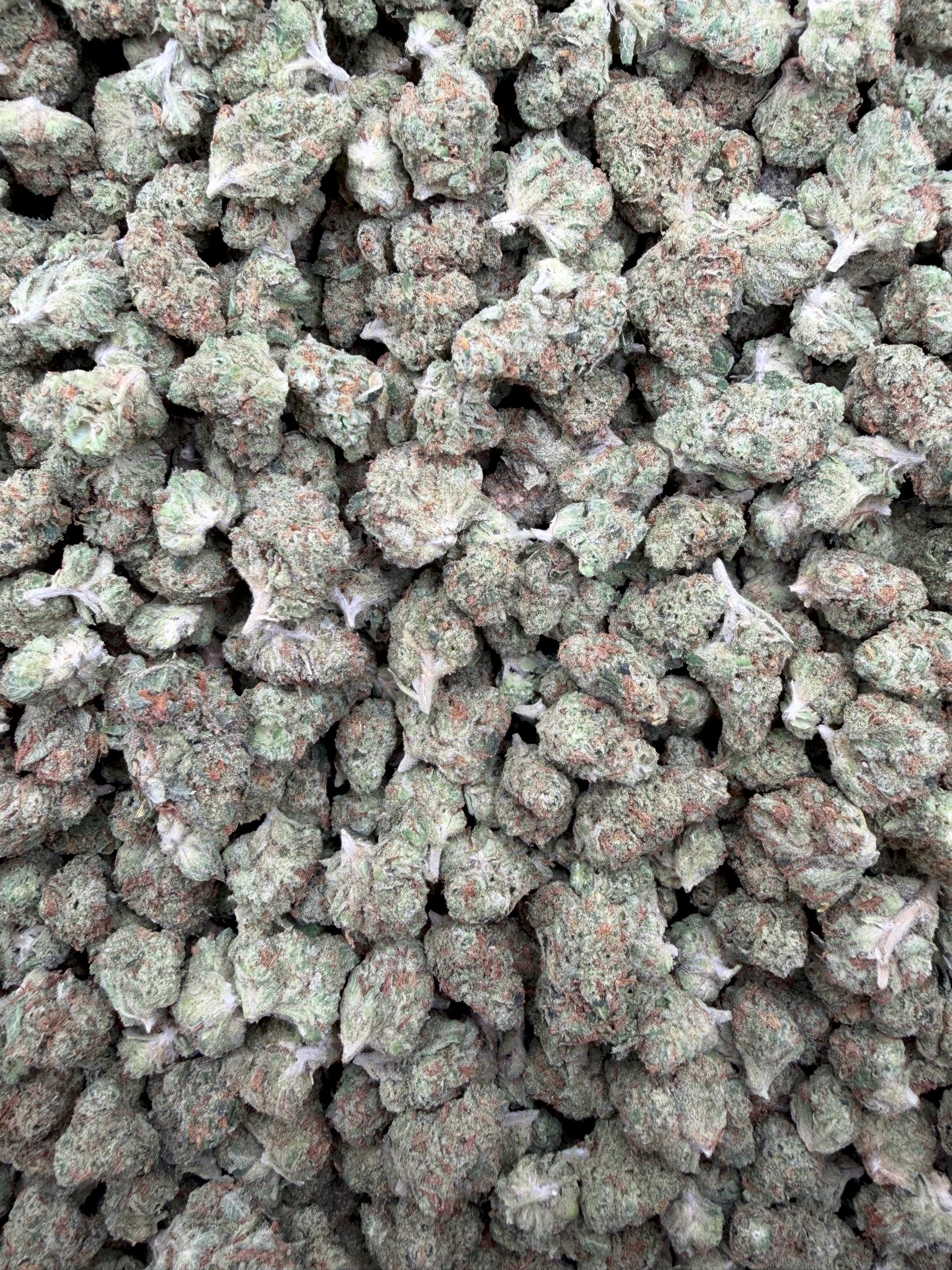 Girl Scout Cookies Smalls THCA flower - full current-batch lot photo