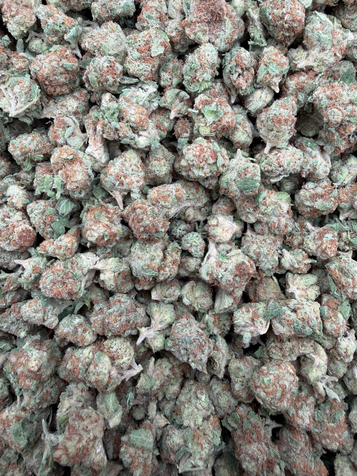Glazed Apple smalls THCA flower - exact current-lot full-frame photo