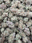 Glitter Bomb Exotic Full-Size Buds THCA flower – full current-batch photo
