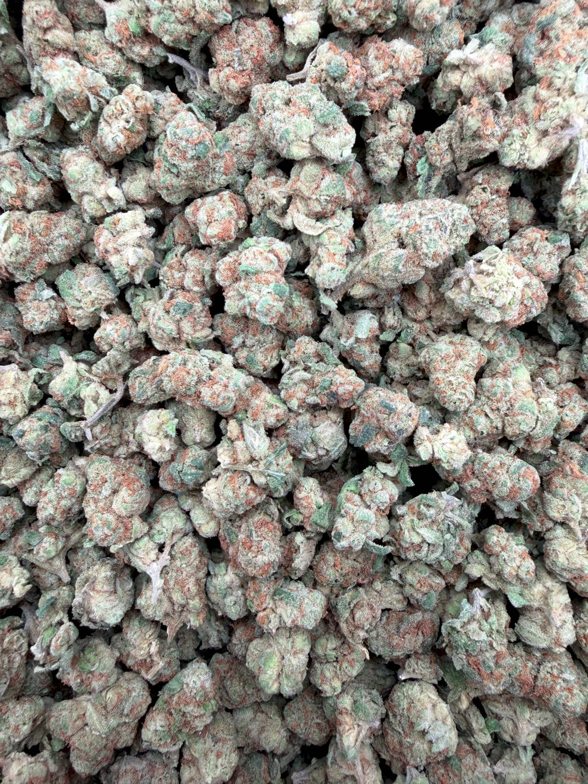 Glitter Bomb Smalls THCA flower - full current-batch lot photo