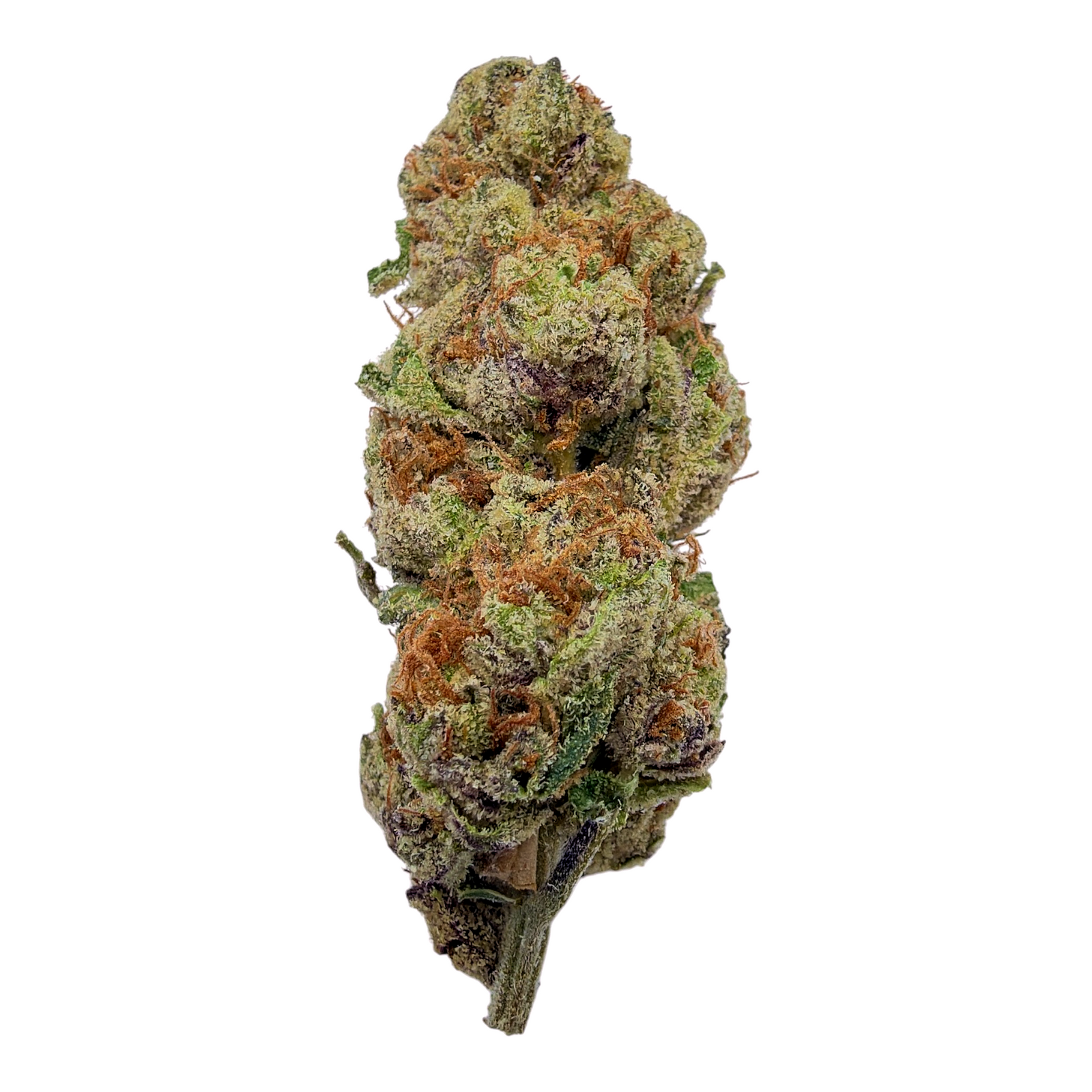 Glitter Bomb Exotic Full-Size Buds THCA flower – isolated current-lot buds
