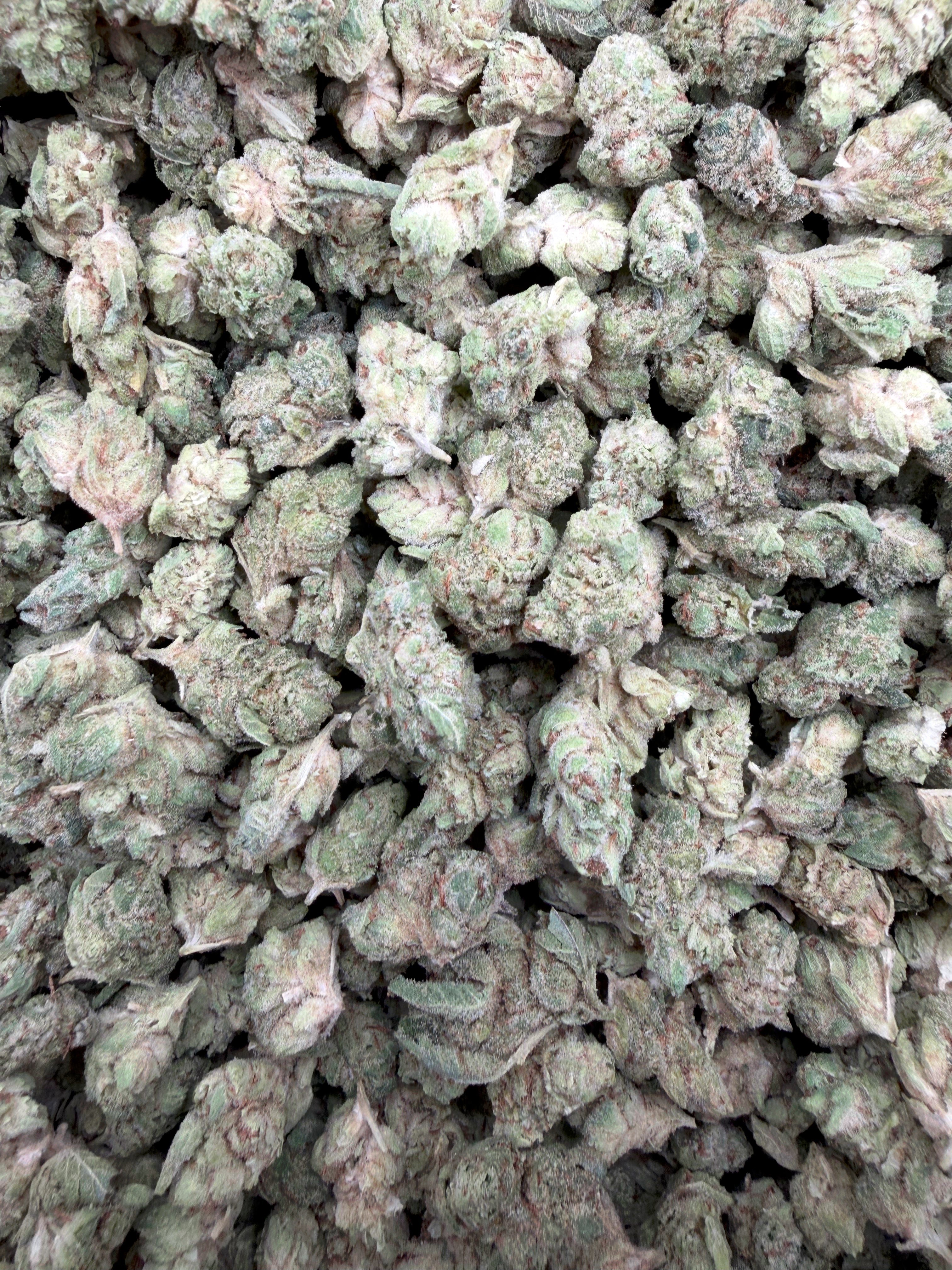 Glue Train Smalls THCA flower - Gabe current-batch small-bud lot close-up