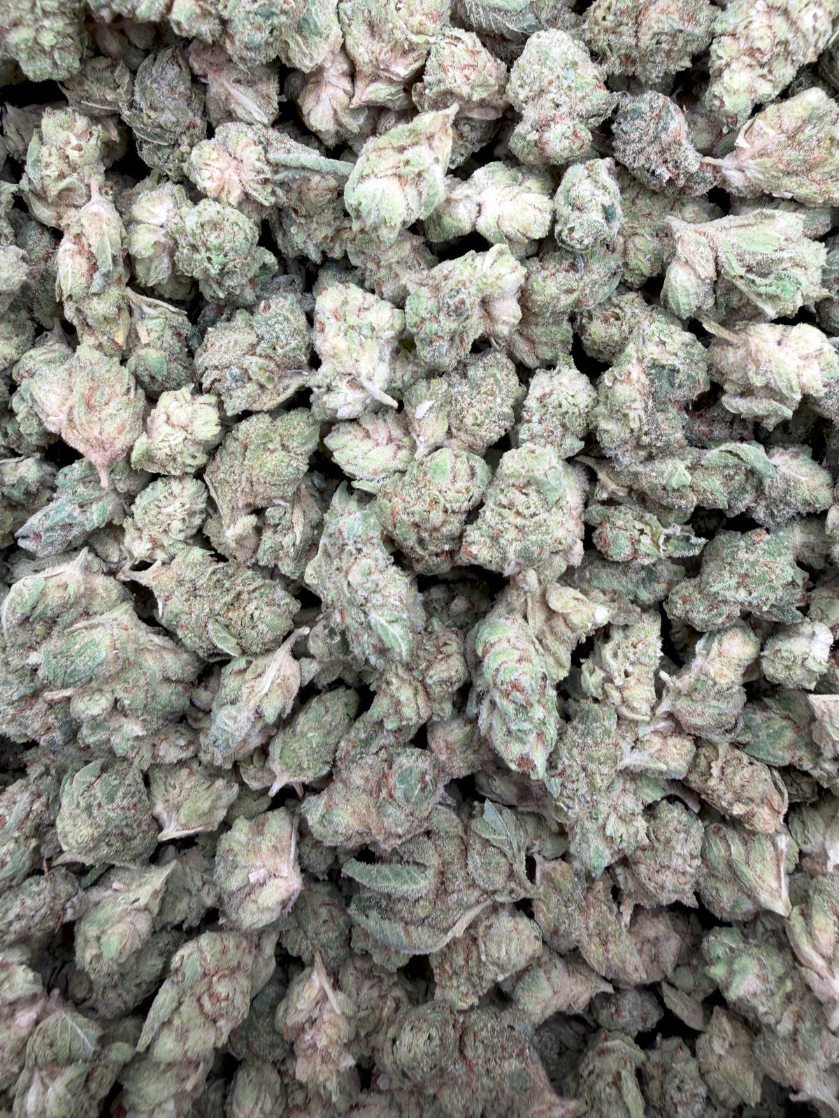 Glue Train Smalls THCA flower - Gabe current-batch small-bud lot close-up