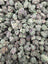 Grape Cream Cake indoor smalls THCA flower — full-frame current-lot photo