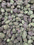 Grapefruit Diesel Indoor Smalls THCA flower – full current-batch photo