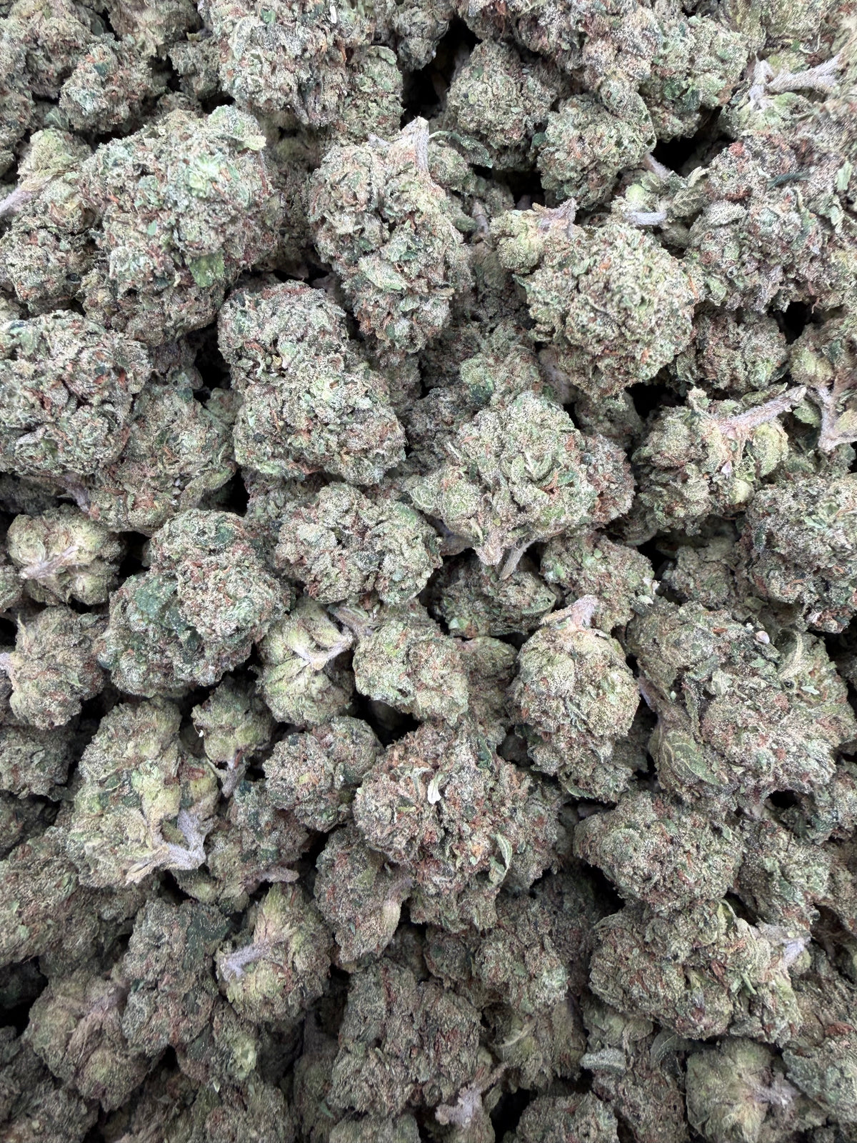 Gum Drops smalls THCA flower - exact current-lot full-frame photo