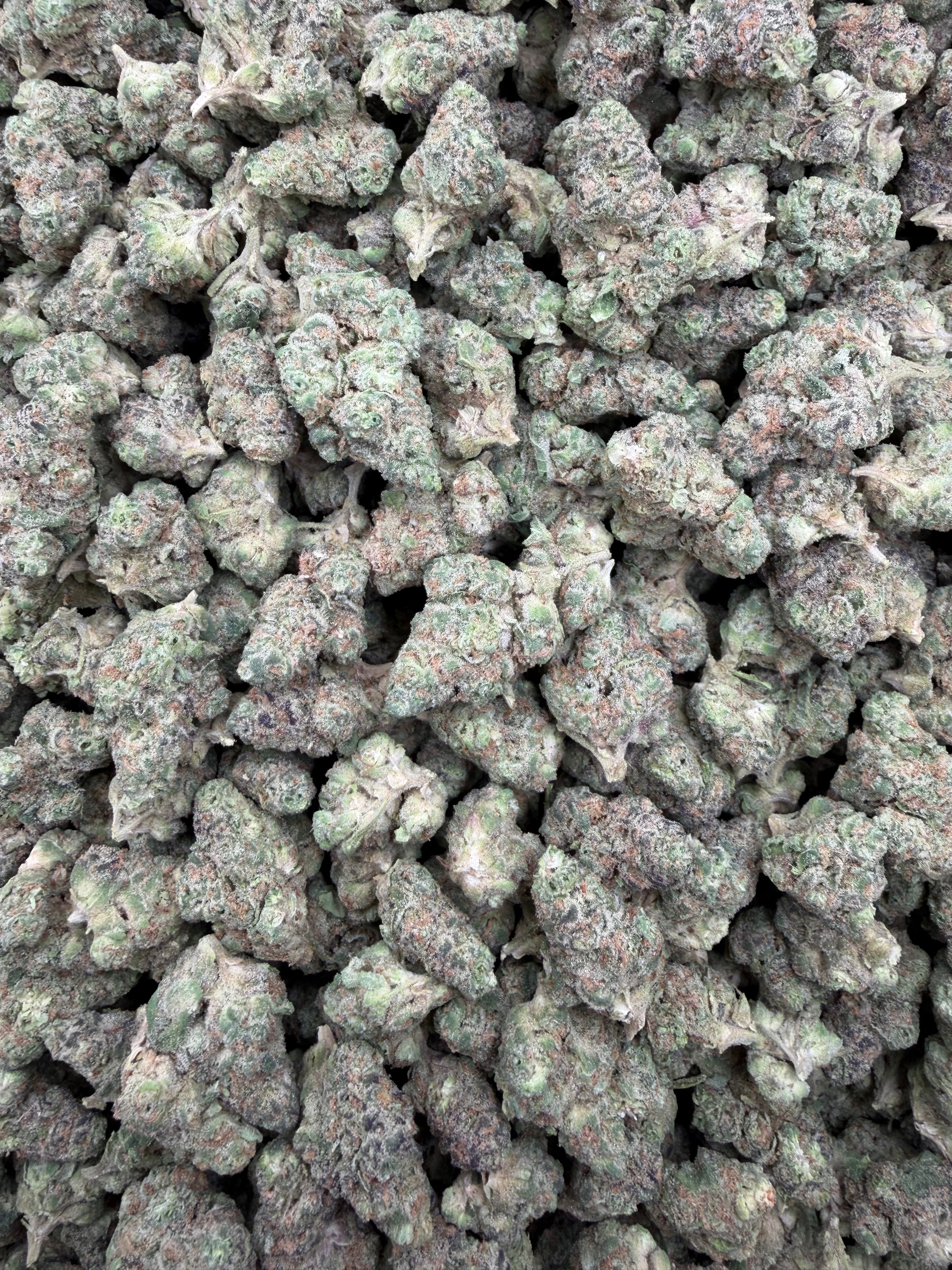 Gushers indoor smalls THCA flower — full-frame current-lot photo