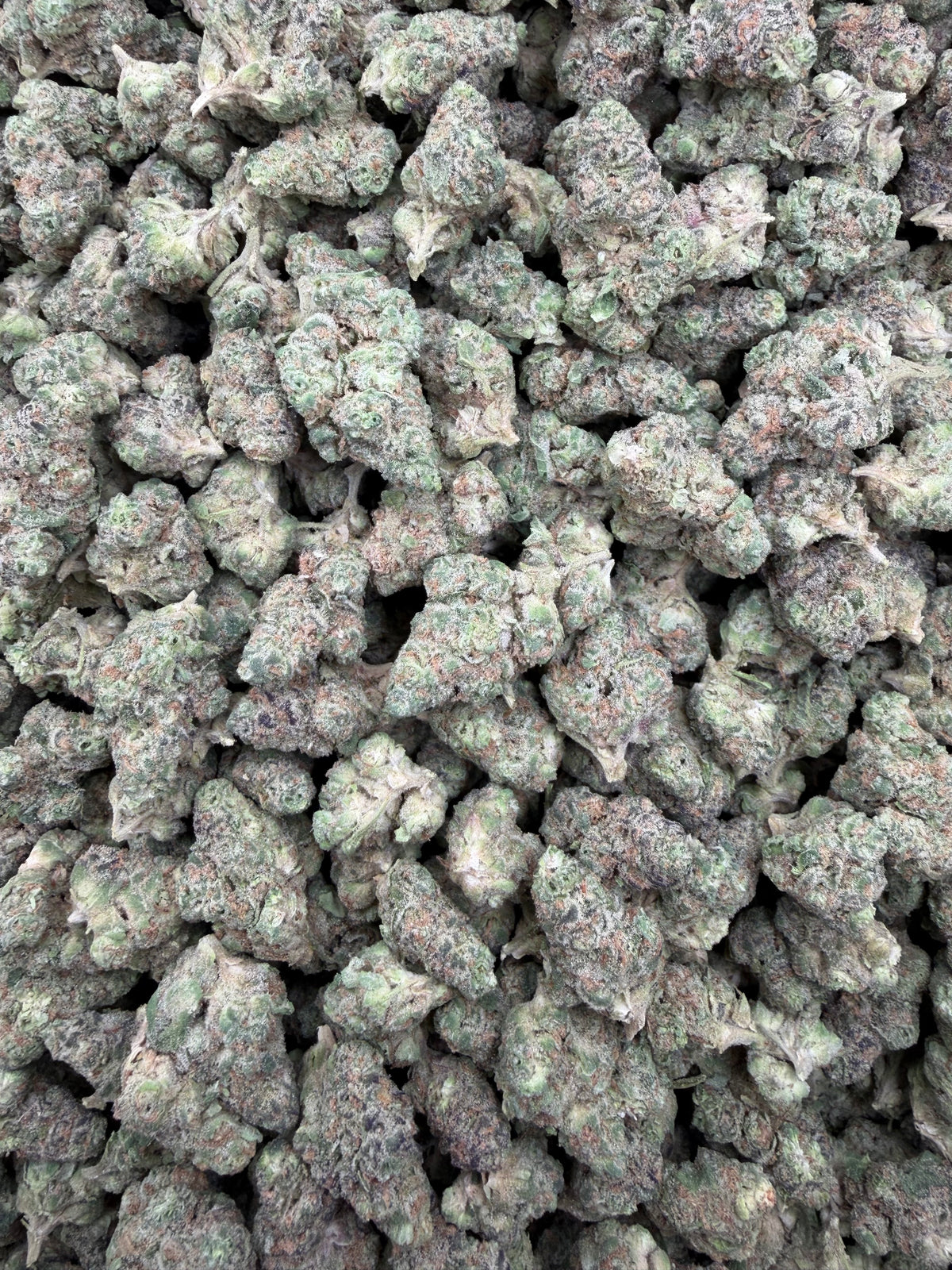 Gushers indoor smalls THCA flower — full-frame current-lot photo