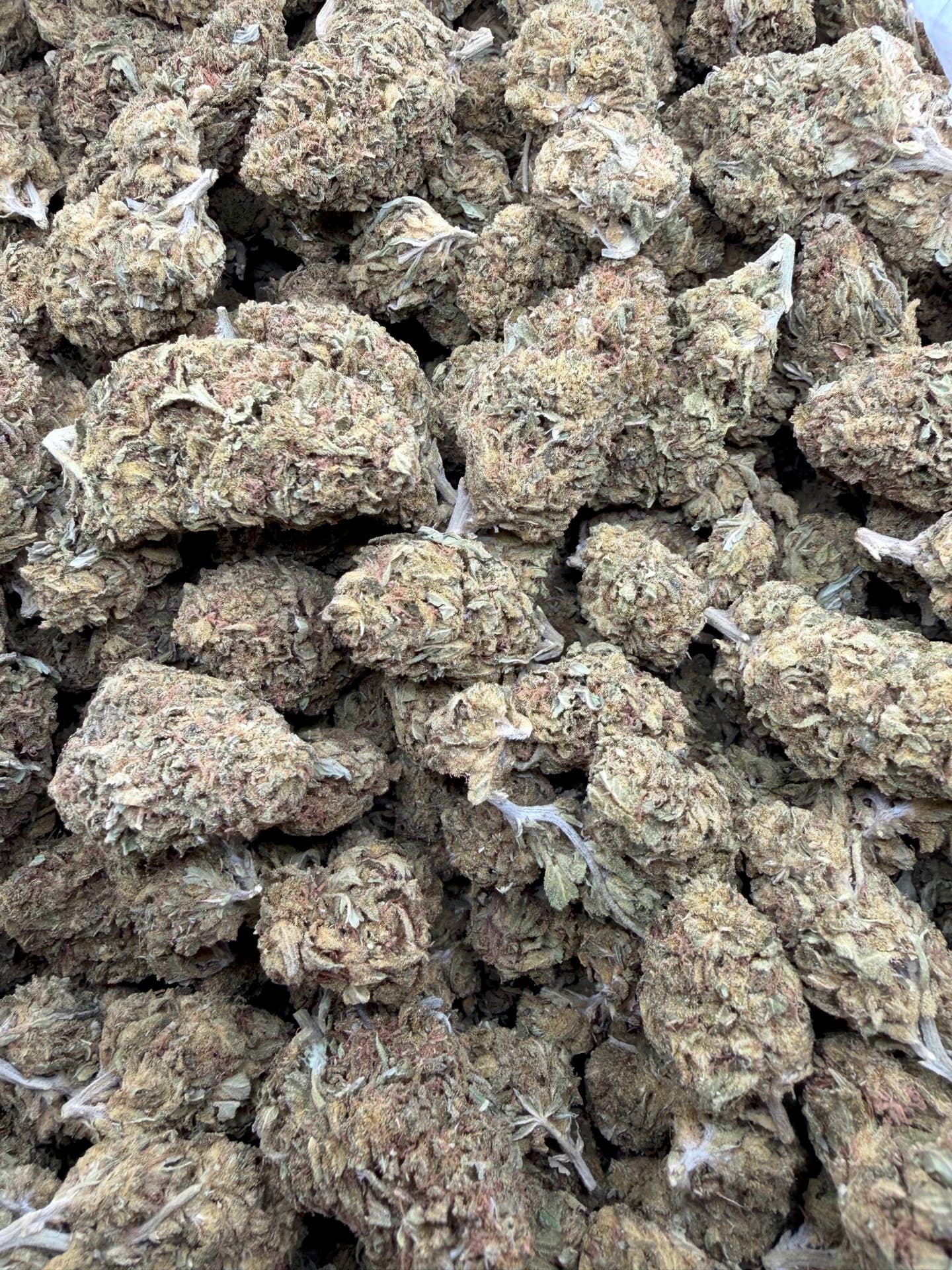 Head Band Greenhouse THCA flower batch view