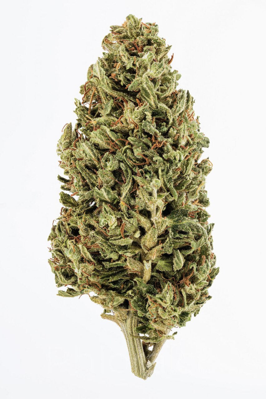 Jack Herer (Indoor)