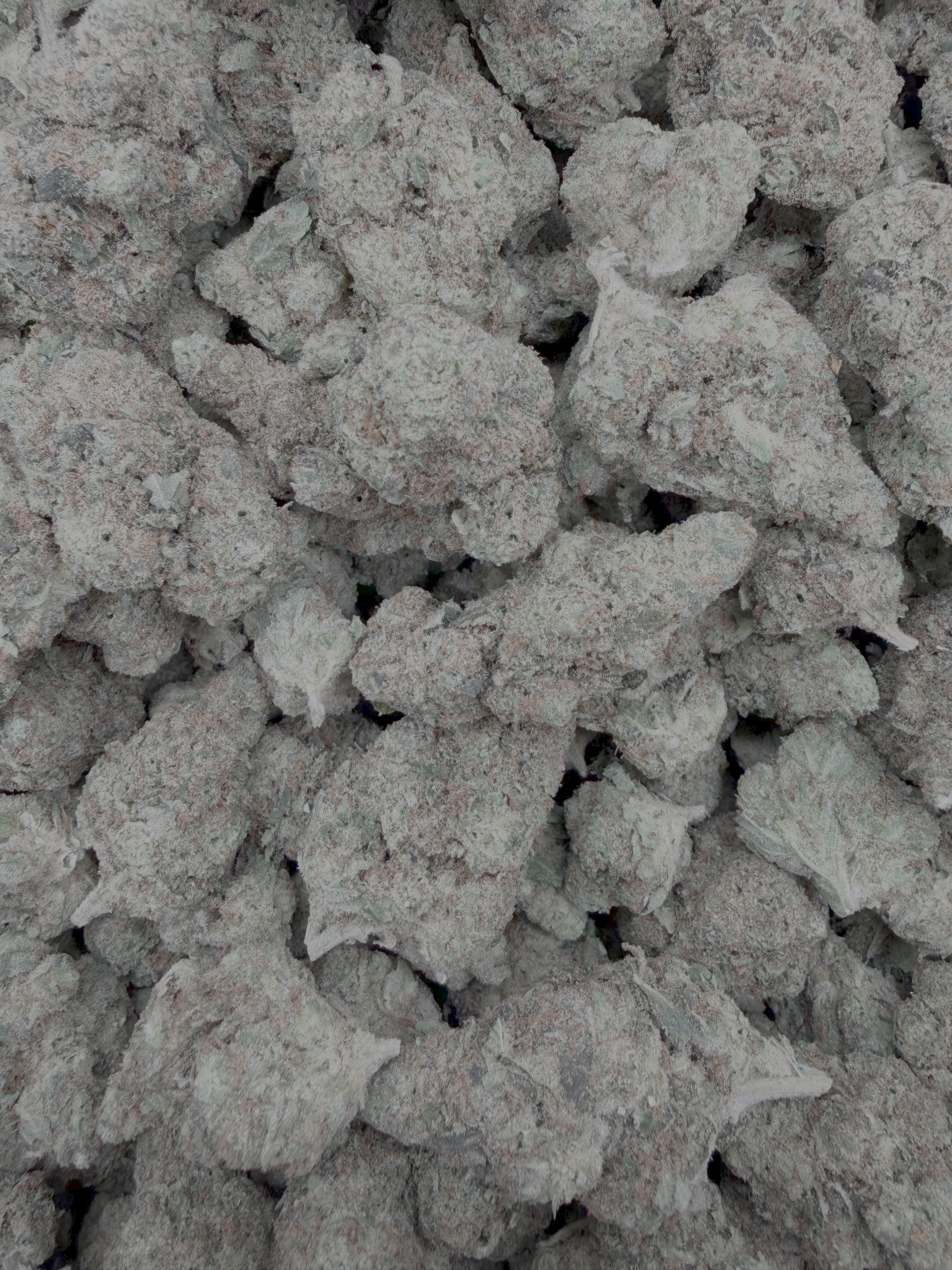 Lemon Bars THCA flower – current full-lot view