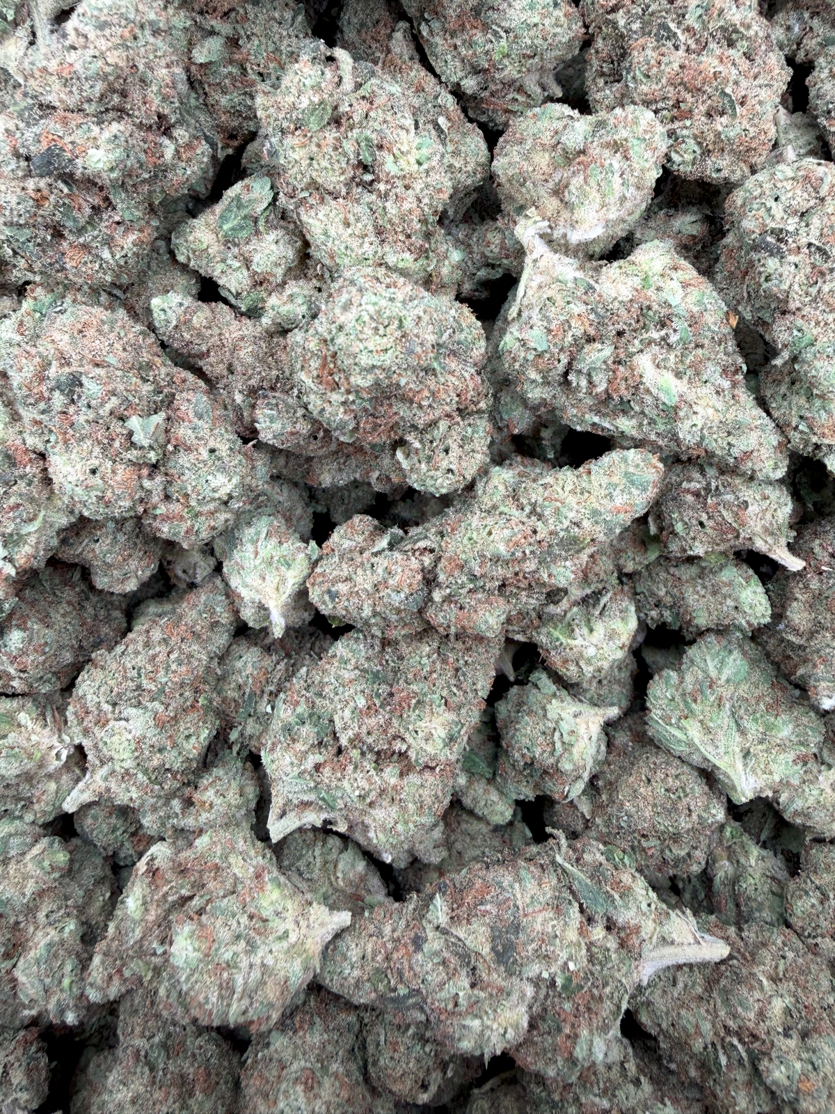 Lemon Bars THCA flower – current full-lot view