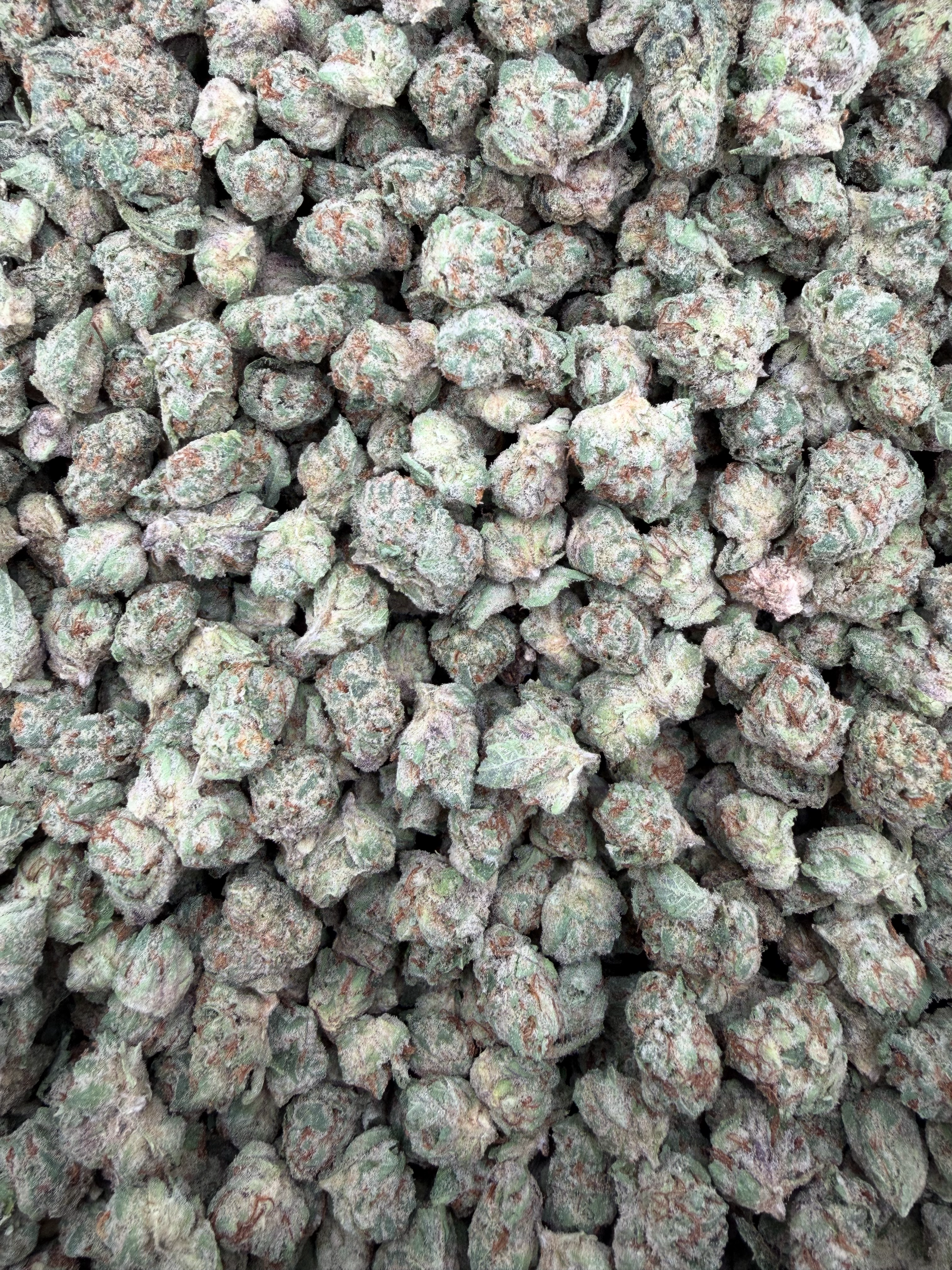 Lemon Cherry Gelato Indoor Smalls THCA flower – current full-lot view