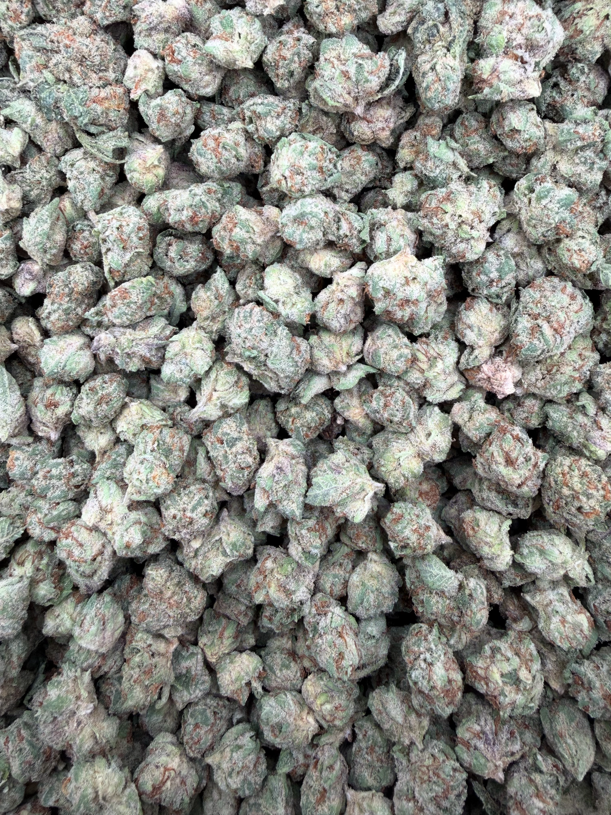 Lemon Cherry Gelato Indoor Smalls THCA flower – current full-lot view