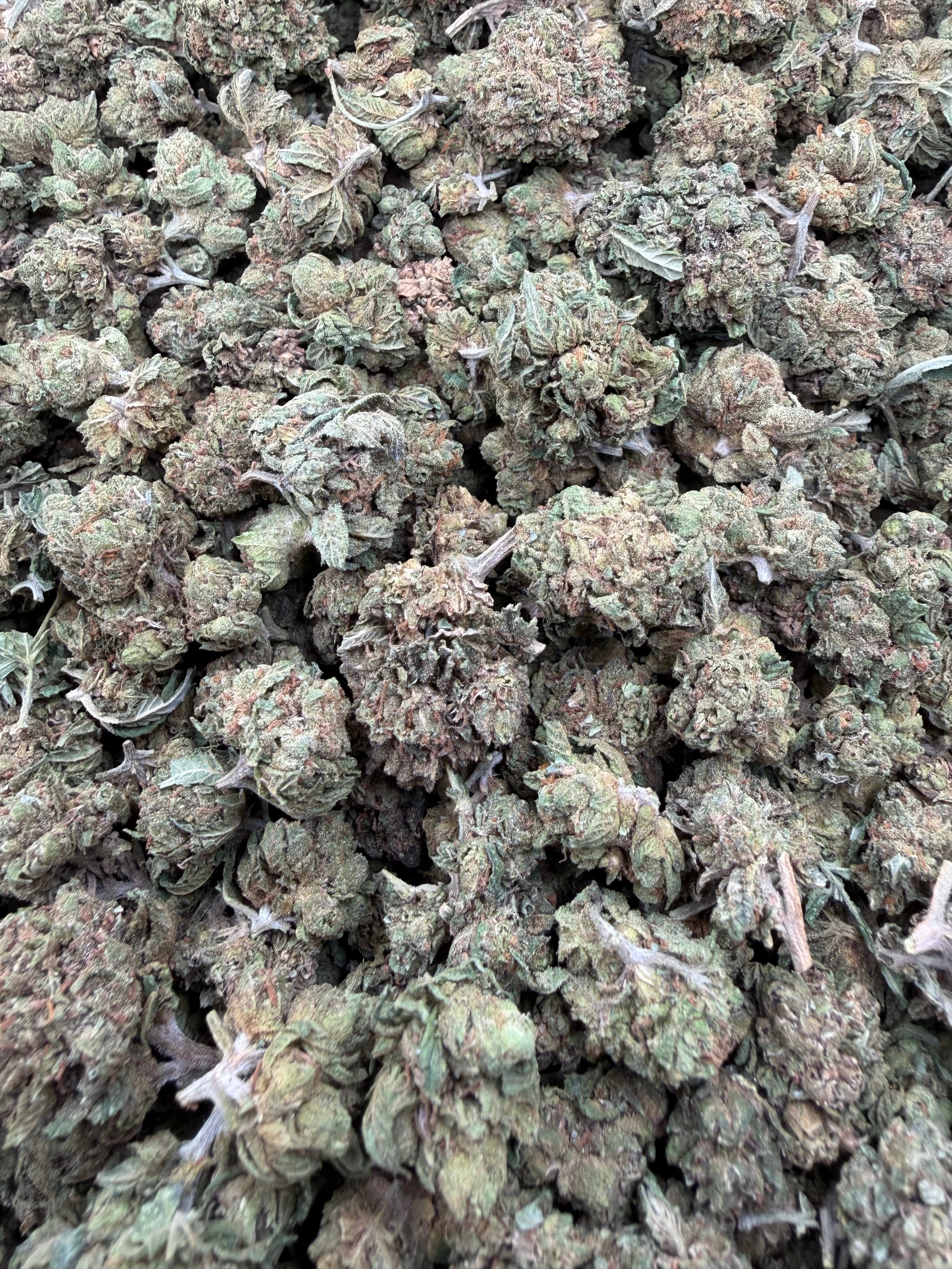 Close-up of Lemon Drop THCA small buds