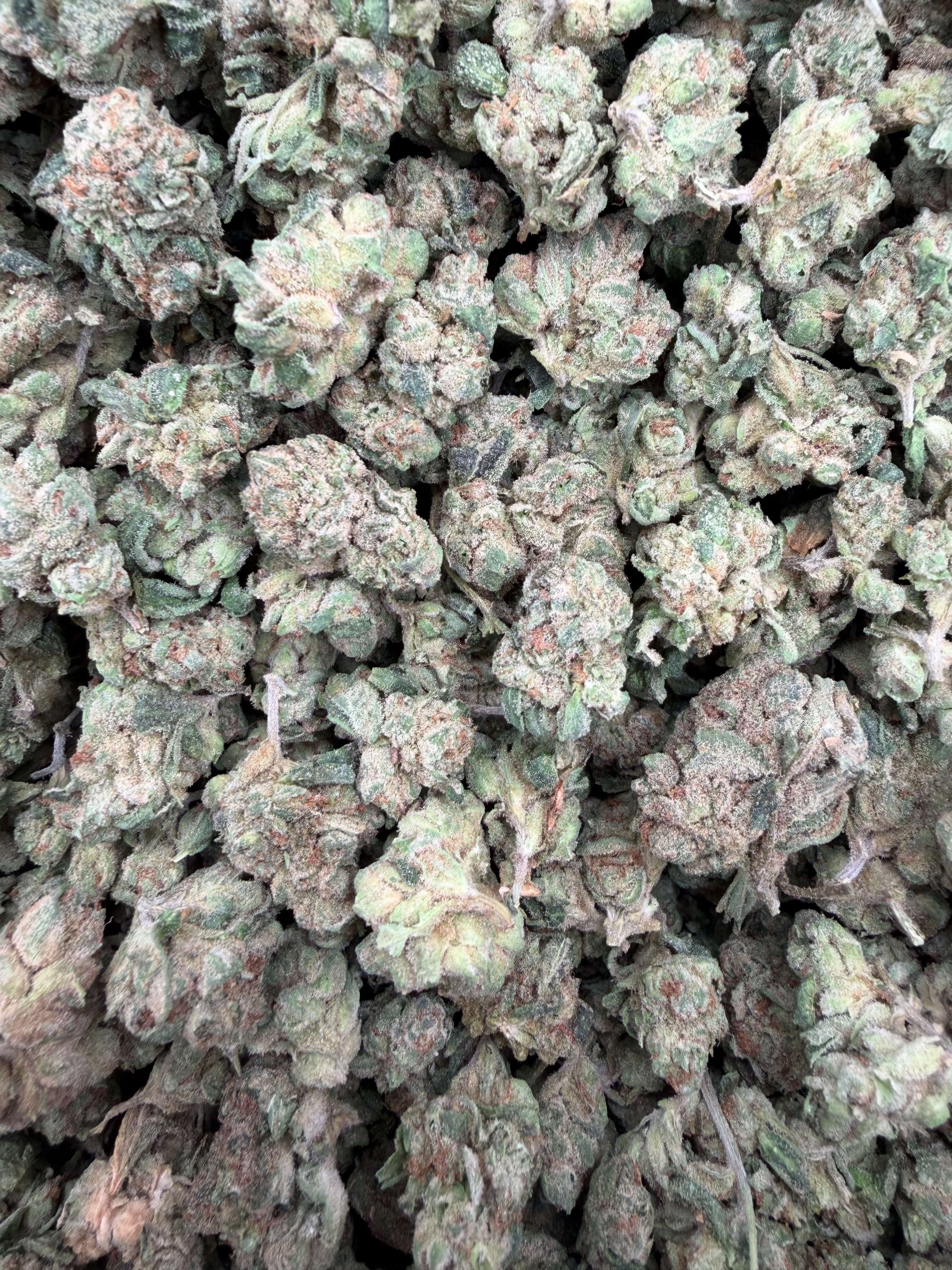 Miami Heat Indoor Smalls THCA flower – current full-lot view