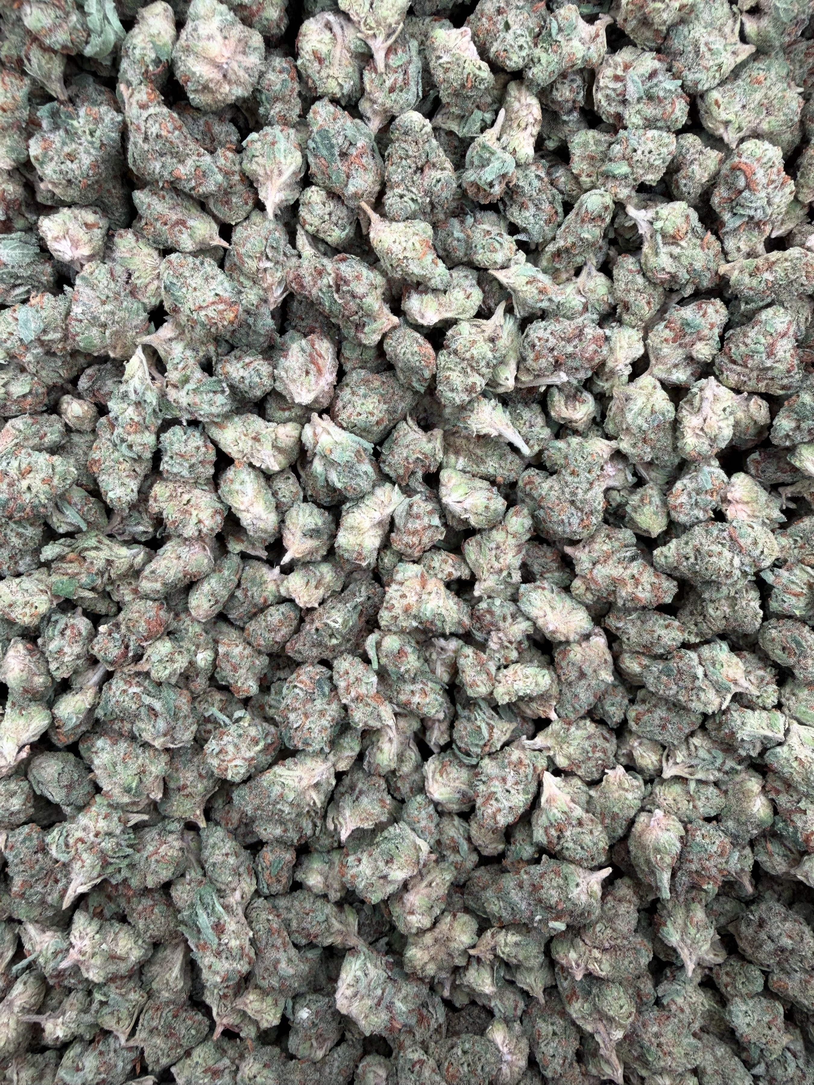 Orange Tree Indoor Smalls THCA flower – current full-lot view
