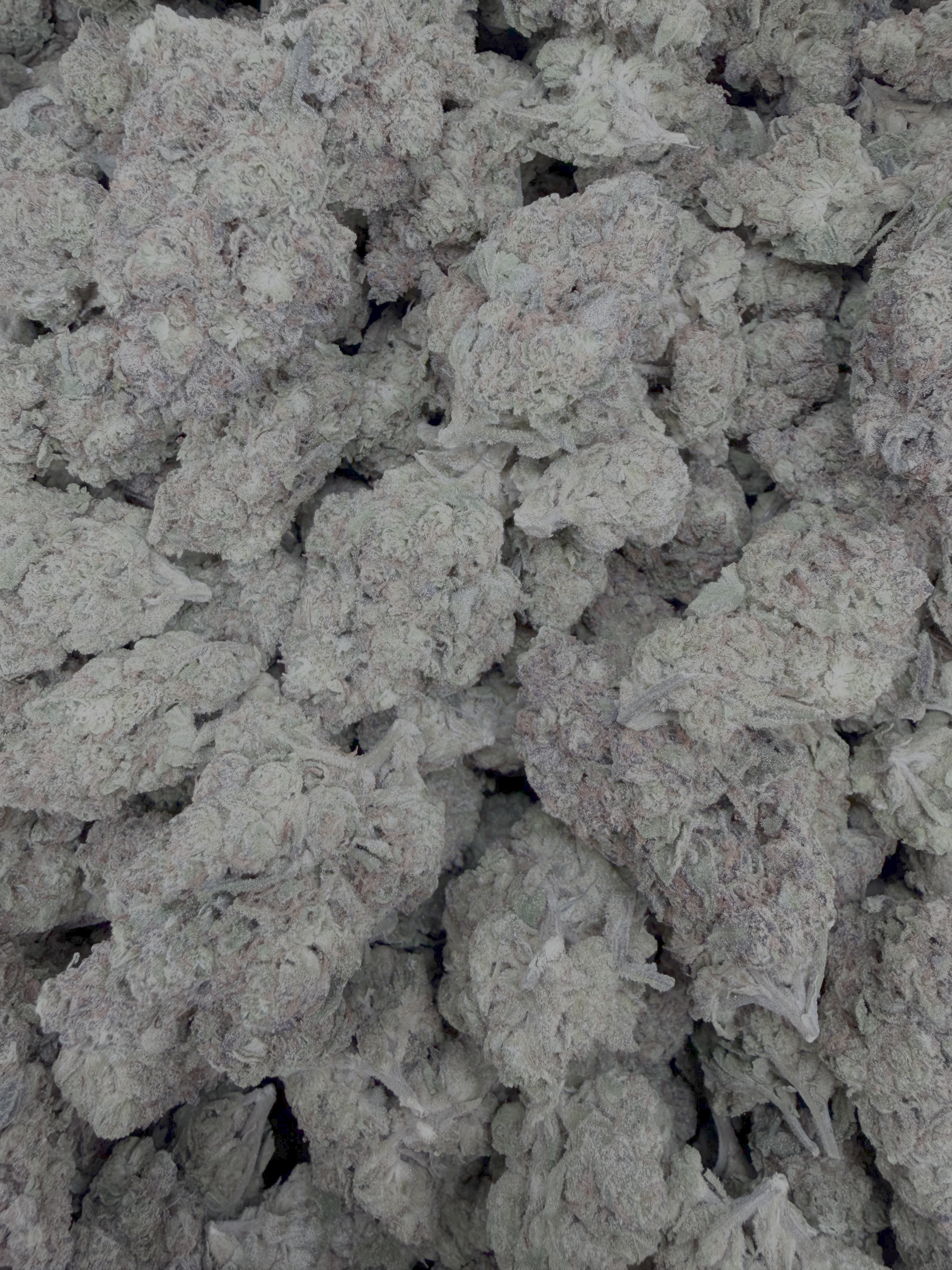 Oreo Blizzard THCA flower – current full-lot view