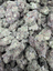 Oreo Blizzard THCA flower – current full-lot view