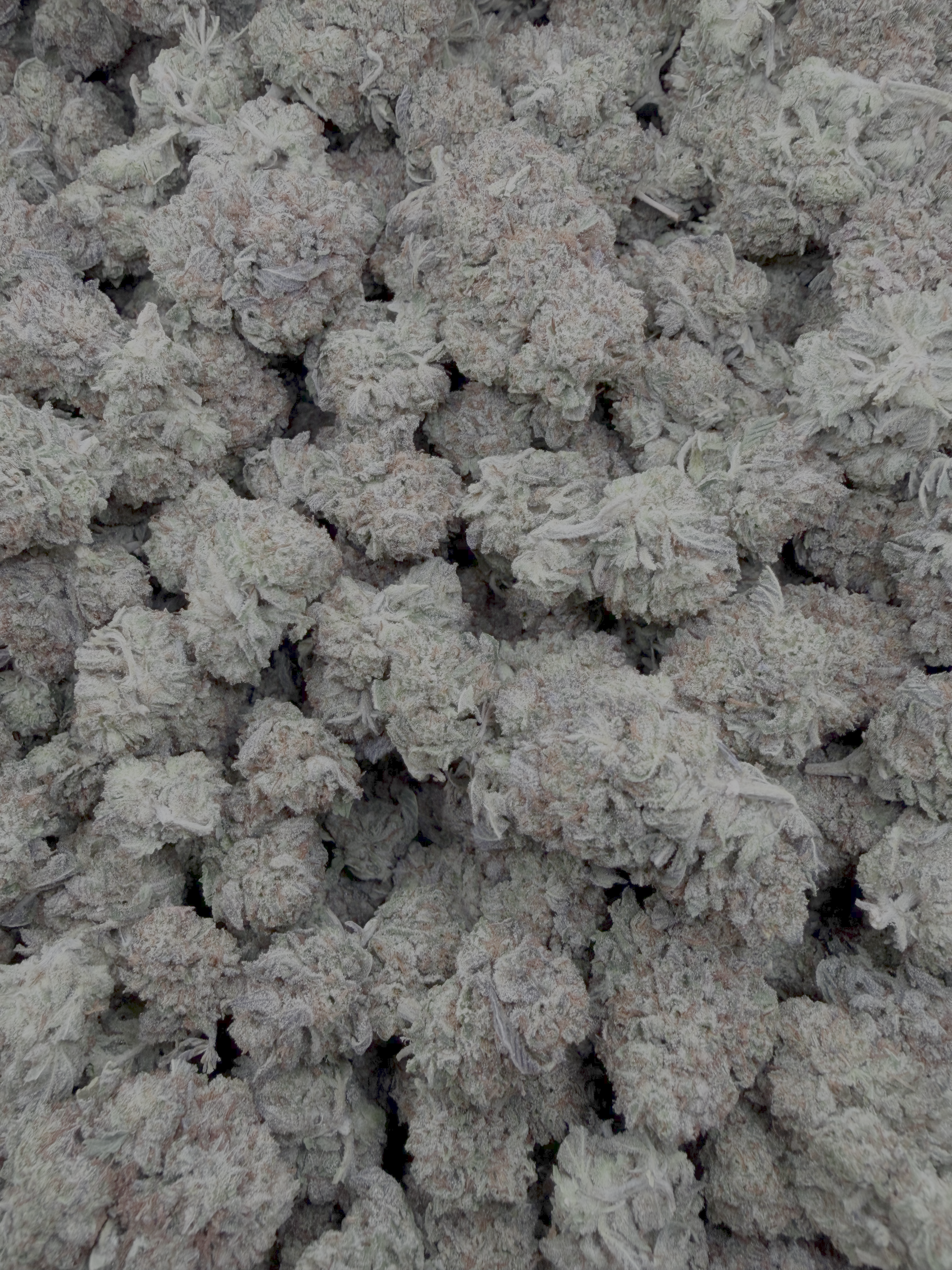 Oreoz THCA flower batch photo
