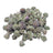 Peanut Butter Breath Micros THCA flower isolated current-batch buds on white background
