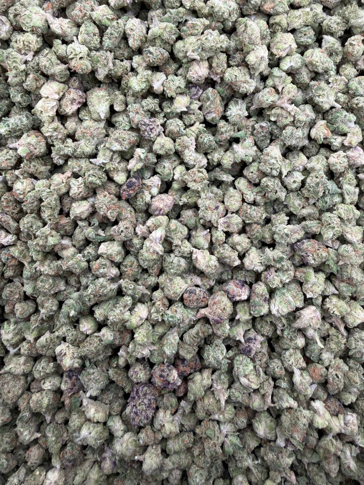 Peanut Butter Breath Micros THCA flower full-frame current-batch buds