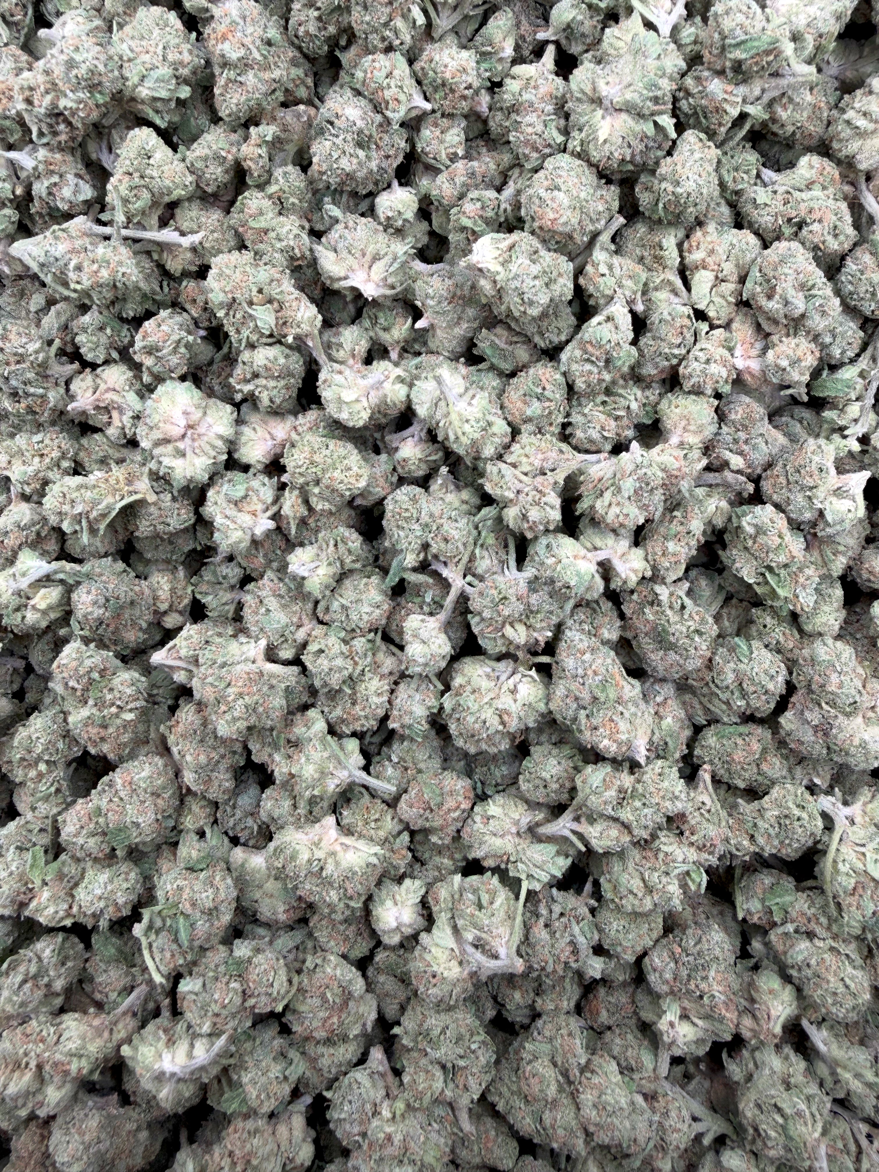Pineapple Gelato THCA flower full-frame batch photograph