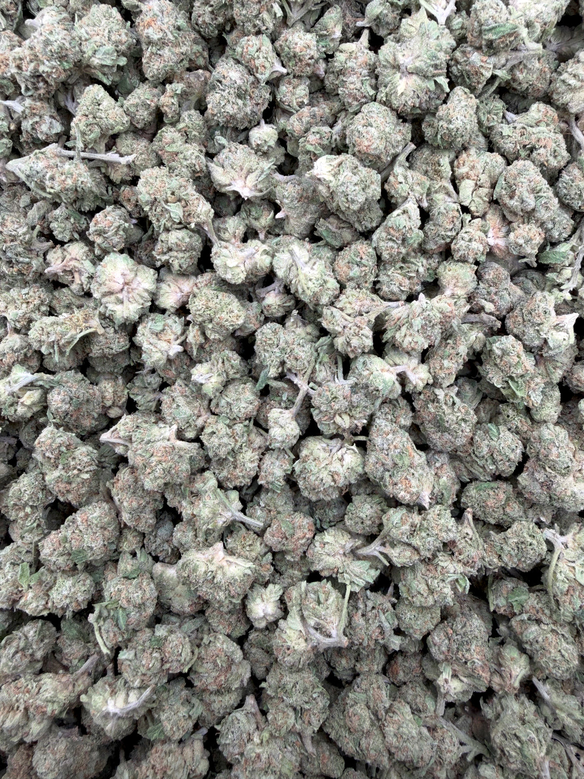 Pineapple Gelato THCA flower full-frame batch photograph