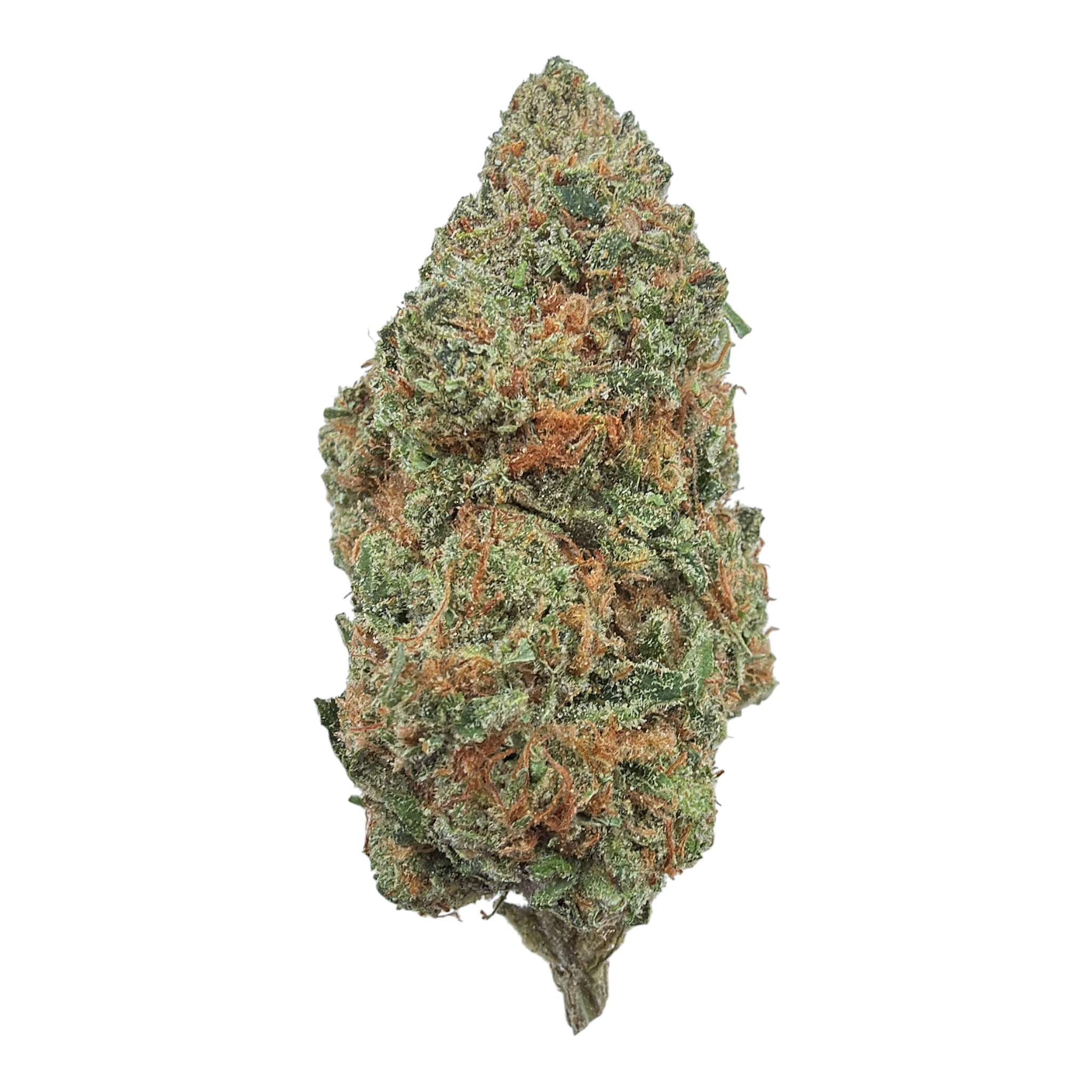 Pipe Dream Indoor THCA flower – isolated frosted full-size nug