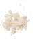 CBG Isolate