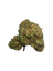Star Mints (Indoor) THCA flower product photo
