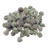 Peanut Butter Breath Micros THCA flower with Plain Jane packaging