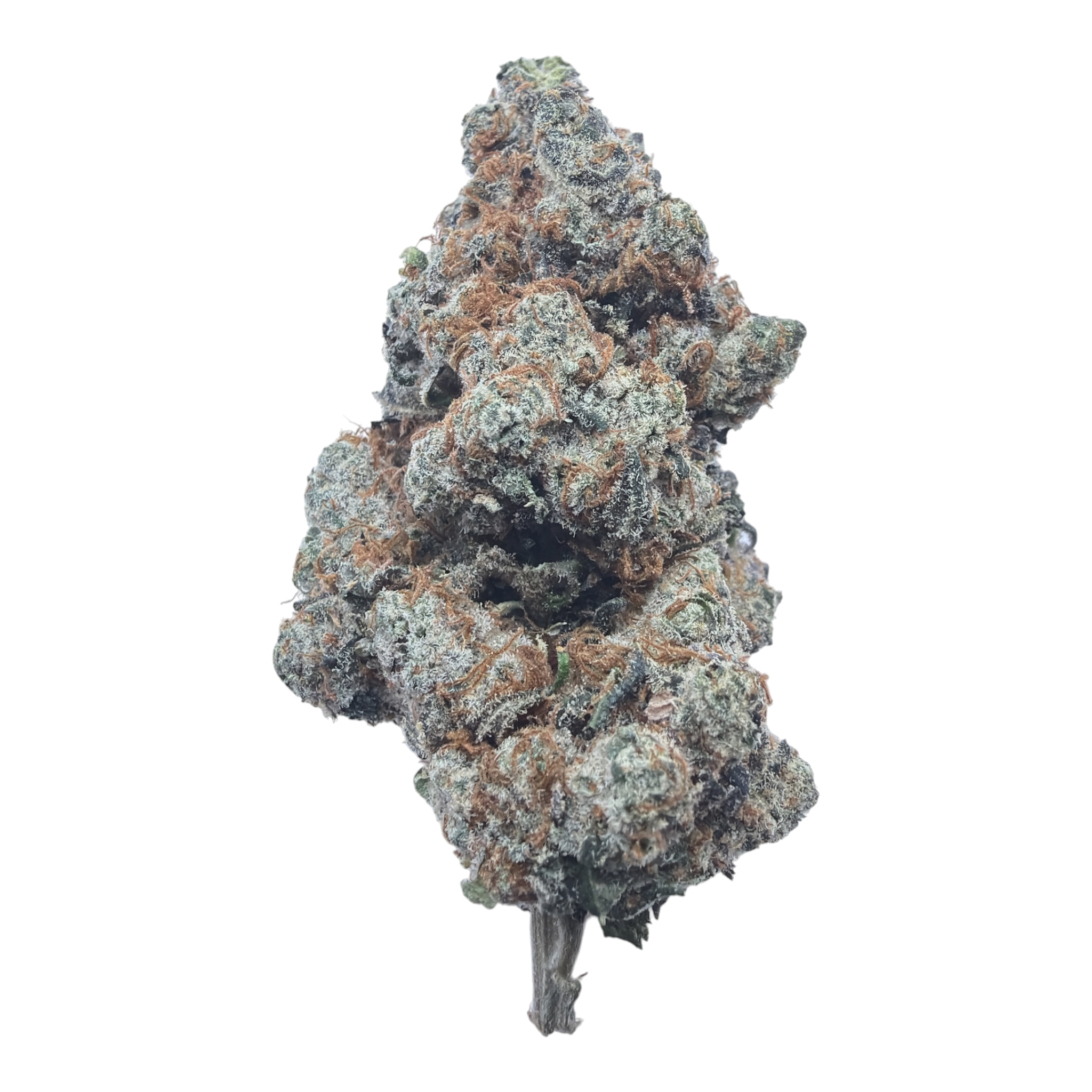 Watermelon Gelato Exotic Full-Size Buds THCA flower – isolated current-lot bud